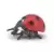 Coccinelle