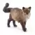 Chat Ragdoll