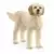 Chien Goldendoodle
