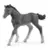 Poulain Trakehnen