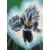Dragon Ball Universal Collection - Vegeta Super Saïyan Divin Super Saïyan Evolvé