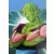 Dragon Ball Universal Collection - Piccolo