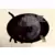 La nuit , tous les chats sont ...