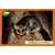 Animaux - A la découverte du monde animal 2019 - Opossum d\'Australie
