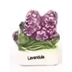 Lavandula