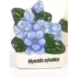 Mysostis Sylvatica