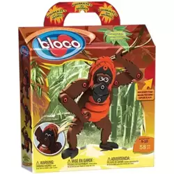 Orangutan