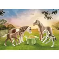 2 poneys islandais et poulains