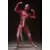 Figma - Human Anatomical Model