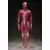 Human Anatomical Model