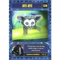 Aye-Aye