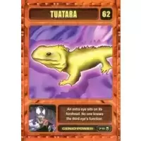 Tuatara