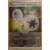 Stars Etincelantes - Energie Double Turbo Reverse