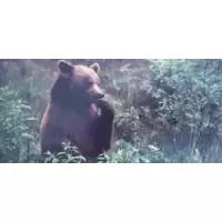 Un omnivore : L'ours