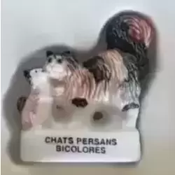 Chats Persans Bicolores