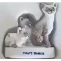 Chats Siamois