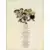 Totoche - Belleville city + L\'ours