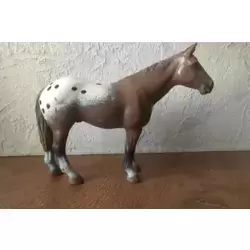 Hongre Apaloosa