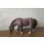 Poney Broutant
