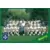 Equipe - Auxerre
