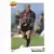 Panini U.N.F.P. Football Cards 1995-1996 - Jean-Philippe Mattio - Nice