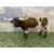Taureau Texan Longhorn