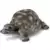 Tortue