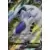 Silver Tempest - Lugia V