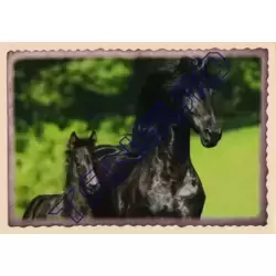 Image n°2