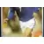 Robert Pires (puzzle 2)