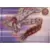 Naruto Shippuden - Hokage trading card collection (2022) - Isobu