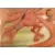 Kurama