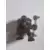 Volcus