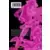 Jojo\'s Bizarre Adventure - Steel Ball Run - Le destin de Jayro Zeppeli