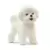 Bichon Frisé
