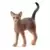 Chat Abyssin