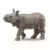 Bébé Rhinocéros Indien