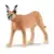 Femelle Caracal