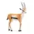 Gazelle de Thomson