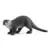 Wild Life - Loutre