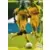 Mamadou Diallo - Nantes