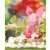 Piglet