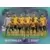 Team Australia