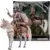 Spawn - Gunslinger with horse - Designer Edition