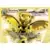 Cartes Promo Black Star XY - Noarfang TURBO