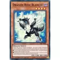 Dragon Rose Blanche