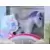 Micro Toy Box - My Little Pony - Blue Belle