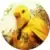 Canard Man