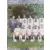 Foot 99 - Equipe (puzzle 1) - Auxerre