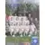 Equipe (puzzle 2) - Auxerre